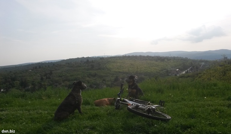 My 3 dogs enjoying the view from Avas hill to Diósgyőr city during dogbiking.