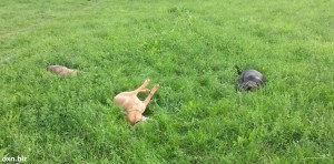 My dogs enjoy the green grass by rolling around in it.