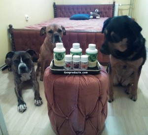My DXN products are safe among my guard-dogs on duty, LOL! XD