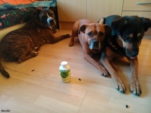 My apartment-dogs lying on the floor in the room guarding a bottle of DXN Spirulina.