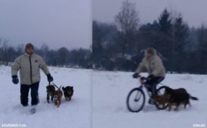 Riding bike with 3 dogs in snow in winter