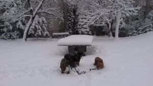 3 dogs in deep snow in front of table tennis table